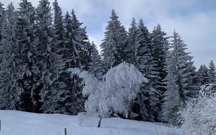 Wintergefahren im Waldgebiet